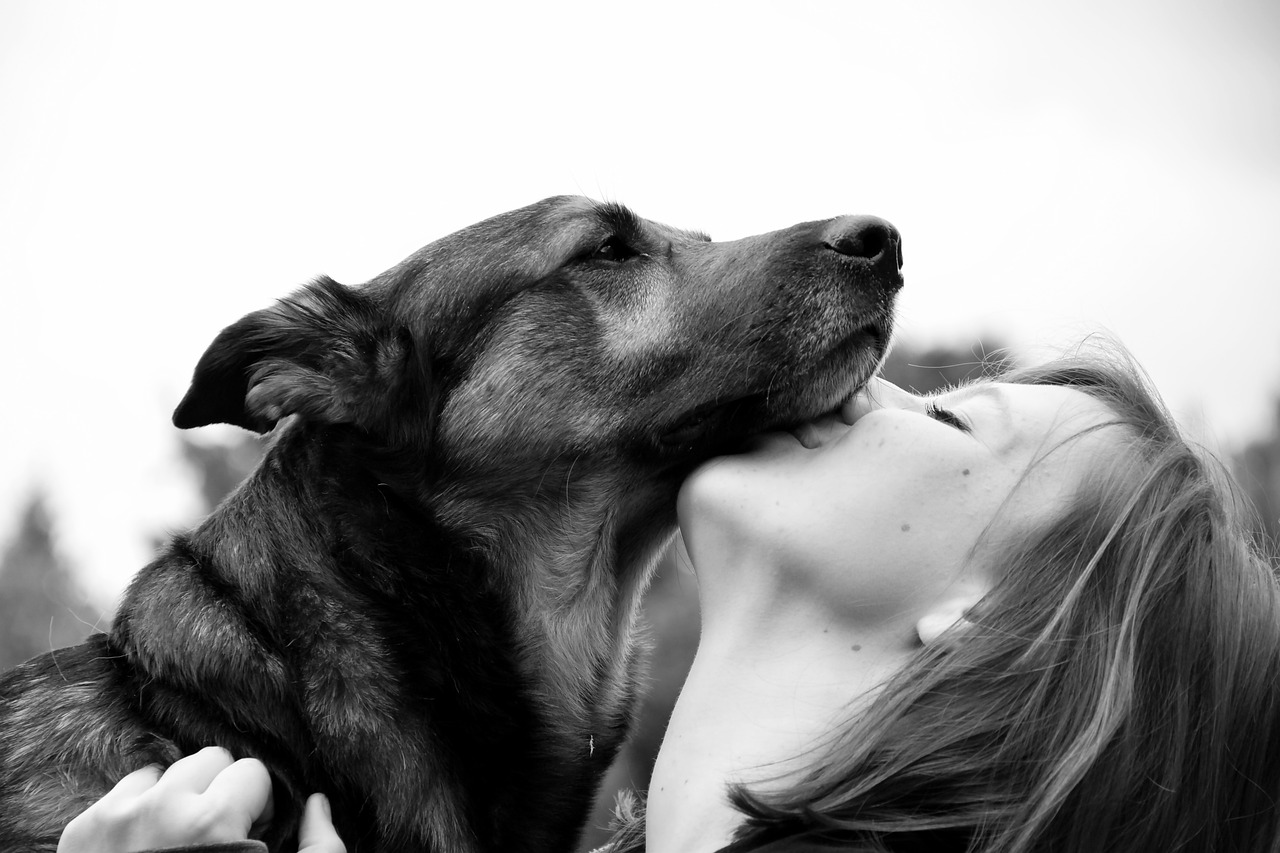 The Gentle Nature of Bernese Mountain Dogs